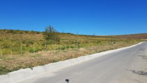 Dealurile din Bucov in jurul conacului Casa Timis