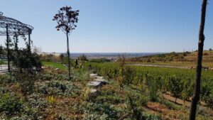 Parcul conacului Casa Timis din Bucov