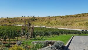 Parcul conacului Casa Timis din Bucov