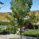 Parcul conacului Casa Timis din Bucov