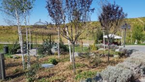 Parcul conacului Casa Timis din Bucov