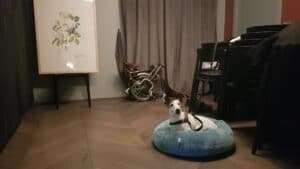 Catelul Noua Bucatarie Romaneasca Fina