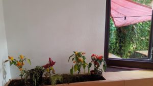 Locanta romaneasca Blid