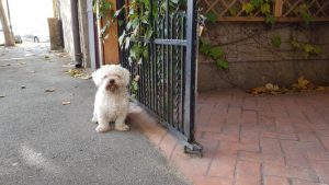 Locanta romaneasca Blid