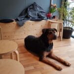 Cafeneaua cu catel de la Piata Floreasca