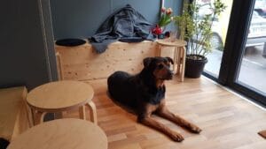 Cafeneaua cu catel de la Piata Floreasca