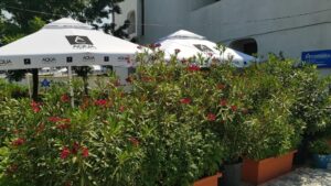 Terasa Amvrosia in vara cu pandemia