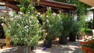 Terasa Amvrosia in vara cu pandemia