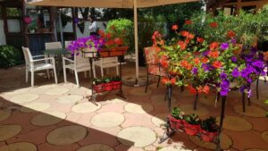 Terasa Amvrosia in vara cu pandemia