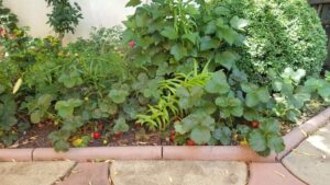 Terasa Amvrosia in vara cu pandemia