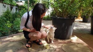 Terasa Amvrosia in vara cu pandemia