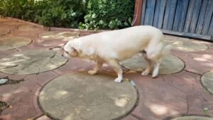 Terasa Amvrosia in vara cu pandemia