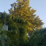 Casa lui Dinu-Alexandru Popescu si a frumoasei lui femei