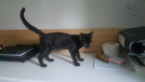 Casa lui Dinu-Alexandru Popescu si a frumoasei lui femei