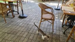 Stadio Restaurant Parcul Herastrau