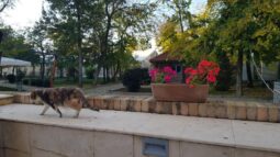 Domeniul Manasia, Chef Phursang Lama