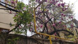 Cannoleria, Chef Andrea di Russo