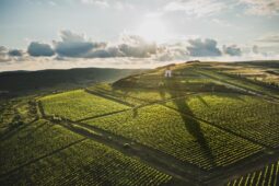 Villa VINEA credit Storyteller Labs