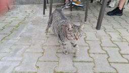 Casa Vanatoreasca Chitila, restaurant popular