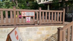 Casa cu Tei Monteoru