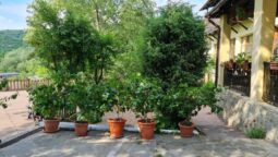 Casa cu Tei Monteoru