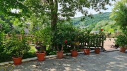 Casa cu Tei Monteoru