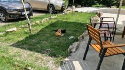 Cetatuia Magura, hotel & restaurant in Buzau