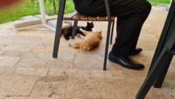 Cetatuia Magura, hotel & restaurant in Buzau