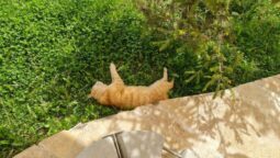 Cetatuia Magura, hotel & restaurant in Buzau