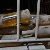 Pivnita cu comori de la Statiunea de Cercetare Pietroasa