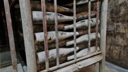 Pivnita cu comori de la Statiunea de Cercetare Pietroasa