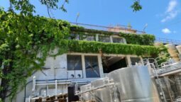 Statiunea de Cercetare Dezvoltare pentru Viticultura si Vinificatie Pietroasa