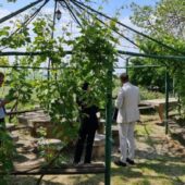 Statiunea de Cercetare Dezvoltare pentru Viticultura si Vinificatie Pietroasa Buzau