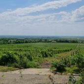 Statiunea de Cercetare Dezvoltare pentru Viticultura si Vinificatie Pietroasa Buzau