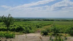 Statiunea de Cercetare Dezvoltare pentru Viticultura si Vinificatie Pietroasa Buzau