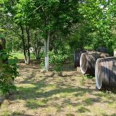 Statiunea de Cercetare Dezvoltare pentru Viticultura si Vinificatie Pietroasa Buzau