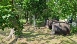 Statiunea de Cercetare Dezvoltare pentru Viticultura si Vinificatie Pietroasa Buzau