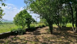 Statiunea de Cercetare Dezvoltare pentru Viticultura si Vinificatie Pietroasa Buzau