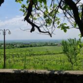 Statiunea de Cercetare Dezvoltare pentru Viticultura si Vinificatie Pietroasa Buzau