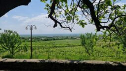 Statiunea de Cercetare Dezvoltare pentru Viticultura si Vinificatie Pietroasa Buzau