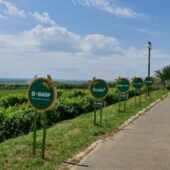 Statiunea de Cercetare Dezvoltare pentru Viticultura si Vinificatie Pietroasa Buzau