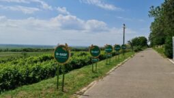 Statiunea de Cercetare Dezvoltare pentru Viticultura si Vinificatie Pietroasa Buzau