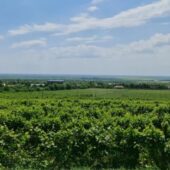 Statiunea de Cercetare Dezvoltare pentru Viticultura si Vinificatie Pietroasa Buzau