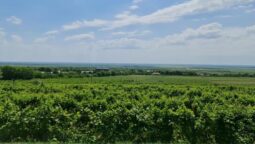 Statiunea de Cercetare Dezvoltare pentru Viticultura si Vinificatie Pietroasa Buzau