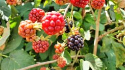 In vizita la gradina de legume a restaurantului Sardin, in loc. Lunguletu, jud. Dambovita