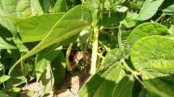 In vizita la gradina de legume a restaurantului Sardin, in loc. Lunguletu, jud. Dambovita