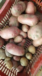 In vizita la gradina de legume a restaurantului Sardin, in loc. Lunguletu, jud. Dambovita