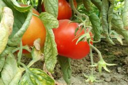 In vizita la gradina de legume a restaurantului Sardin, in loc. Lunguletu, jud. Dambovita