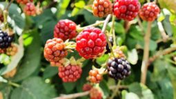 In vizita la gradina de legume a restaurantului Sardin, in loc. Lunguletu, jud. Dambovita