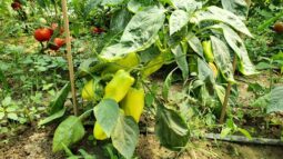 In vizita la gradina de legume a restaurantului Sardin, in loc. Lunguletu, jud. Dambovita